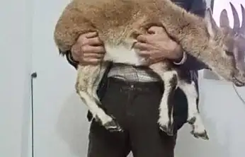 Kıştan kaçtı, köye sığındı: yavru dağ keçisi koruma altında