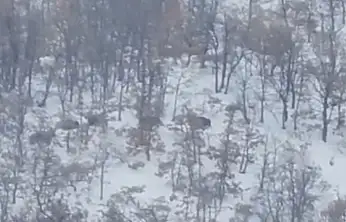 Malatya'da aç kalan domuz ve kurtlar, yerleşim yerlerine indi