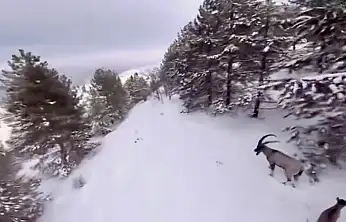 Malatya'da Karla Kaplı Dağlarda Dağ Keçileri Drone İle Görüntülendi
