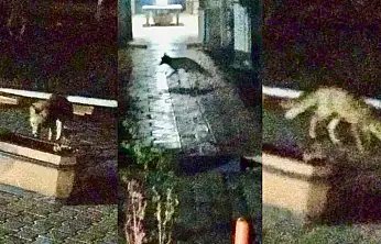 Malatya'da Şehir Merkezine İnen Tilki Kameralara Yansıdı