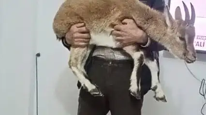 Kıştan kaçtı, köye sığındı: yavru dağ keçisi koruma altında