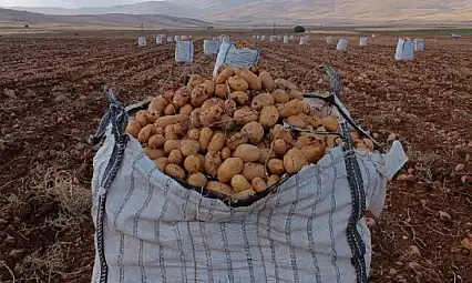 Darende'de patates hasadına başlanıldı