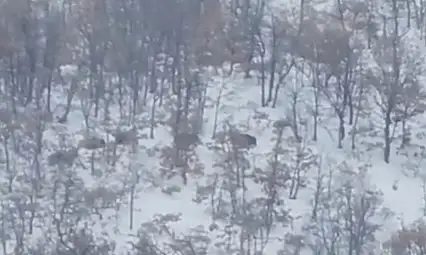 Malatya'da aç kalan domuz ve kurtlar, yerleşim yerlerine indi