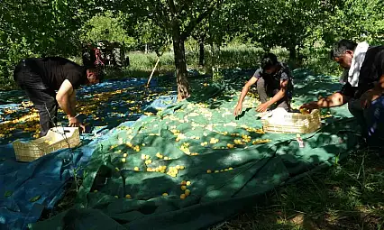 Malatya'da zirai dondan etkilenmeyen bölgelerde kayısı hasadı başladı