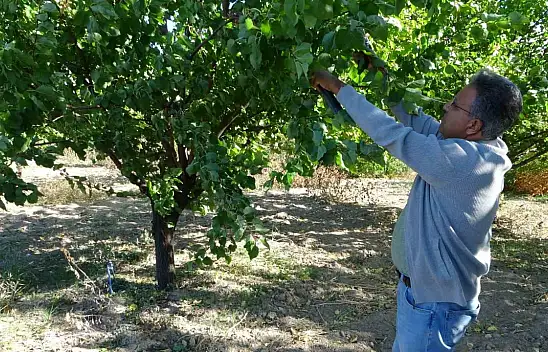9 milyon kayısı ağacının bulunduğu Malatya'da üreticiler için önemli uyarı
