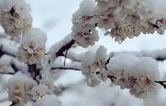 Zirai donun etkili olduğu Malatya'da kayısıda zarar büyük