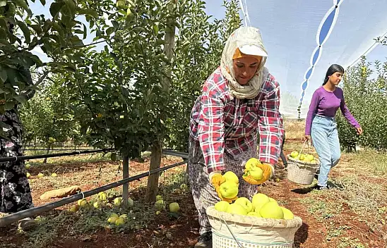 Malatya'da elma tarlada 10, markette 40 TL