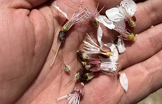 Malatya'da don kayısıya zarar verdi