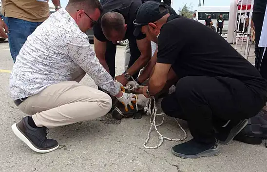 Malatya'da pitbull dehşeti: Bir yaralı