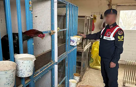 Malatya'da horoz dövüştürenlere jandarma baskını