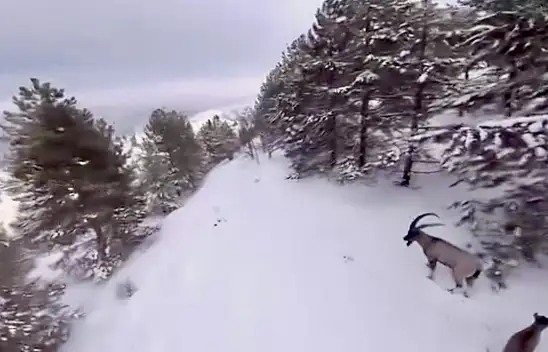 Malatya'da Karla Kaplı Dağlarda Dağ Keçileri Drone İle Görüntülendi