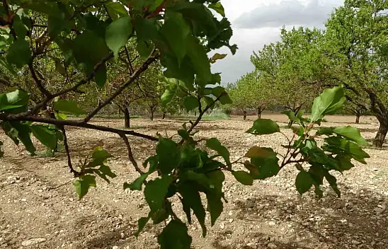 Malatya'da kayısı ağaçları yeniden yeşerdi