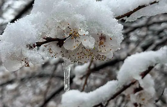 Malatya'da kayısı bahçeleri don tehlikesiyle karşı karşıya