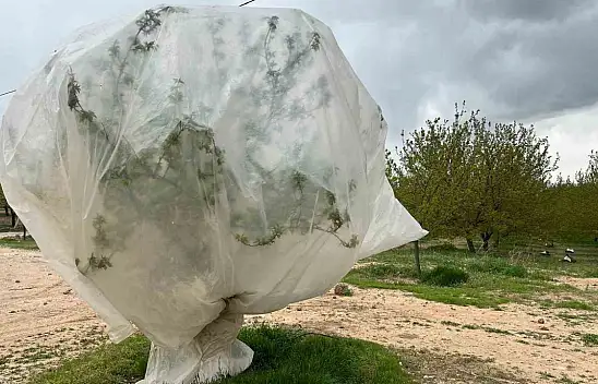 Malatya'da kayısı üreticilerinden 'zirai don' önlemi