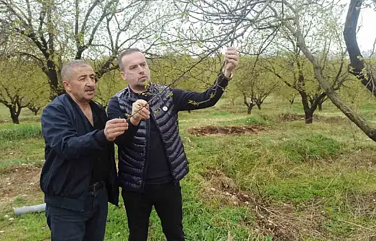 Malatya'da kayısıyı dolu vurdu