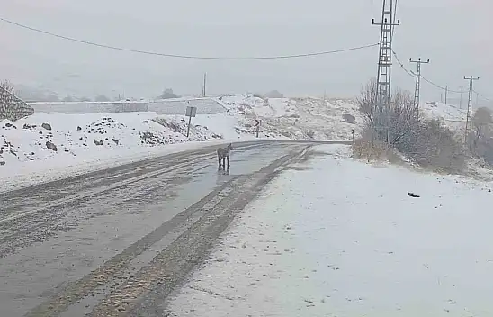 Malatya'da nesli tükenmekte olan vaşak görüldü
