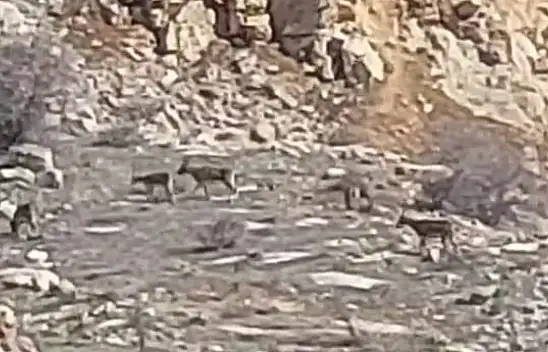 Malatya'da onlarca yaban keçisi sürü halinde görüntülendi