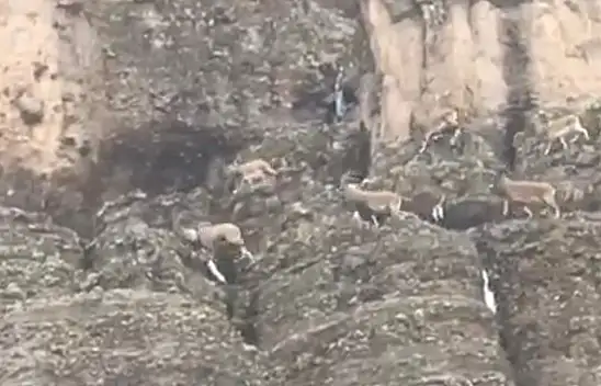Malatya'da sürü halindeki yaban keçileri görüntülendi