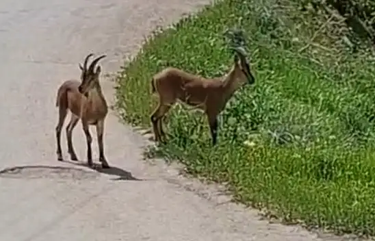 Malatya'da, yaban keçileri kayısı bahçesine indi