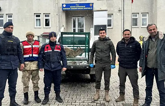 Malatya'da yaralı bulunan dağ keçisi koruma altına alındı