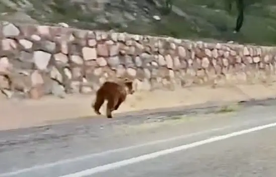 Malatya'da yola çıkan ayı kameraya yansıdı