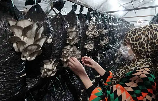 Malatyalı girişimci, serasında ayda 6 ton istiridye mantarı üretiyor