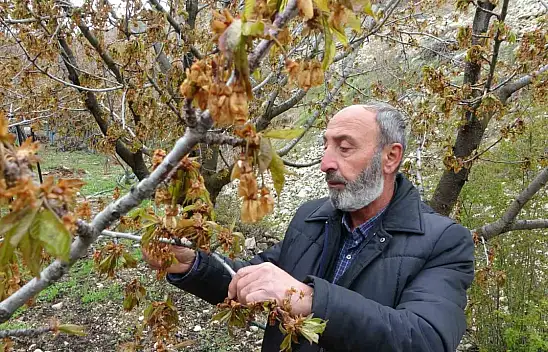 Zirai don, Malatya'nın tescilli dalbastı kirazını da vurdu