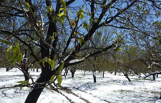 Zirai donun etkili olduğu Malatya'da hasar tespit çalışmaları sürüyor