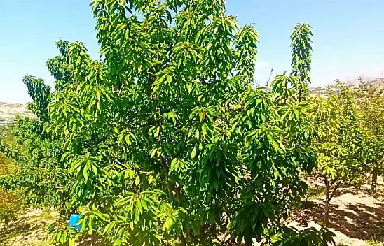 Zirai donun zarara yol açtığı Malatya'da kiraz yaprağı ümit oldu