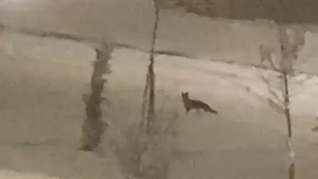 Aç kalan tilki şehir merkezine indi