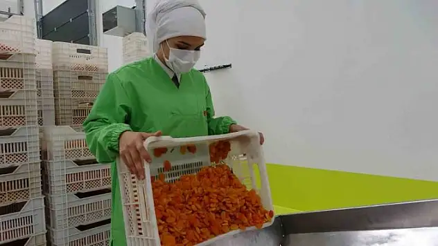 'Depreme rağmen kuru kayısı ihracatı yüz güldürdü'