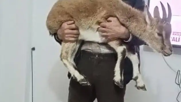 Kıştan kaçtı, köye sığındı: yavru dağ keçisi koruma altında