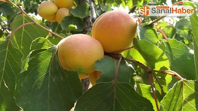 Kuru kayısı rekoltesi ne kadar?