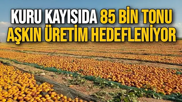 Kuru kayısıda 85 bin tonu aşkın üretim hedefleniyor