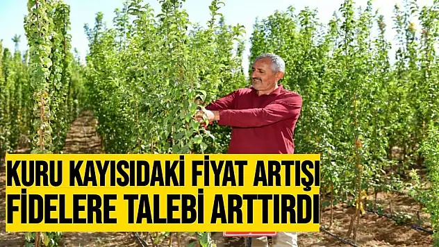 Kuru kayısıdaki fiyat artışı fidelere talebi arttırdı