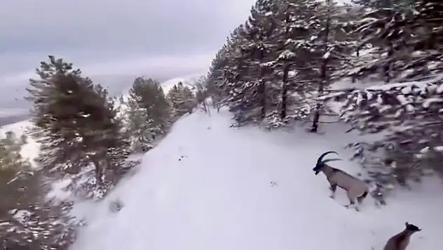 Malatya'da Karla Kaplı Dağlarda Dağ Keçileri Drone İle Görüntülendi