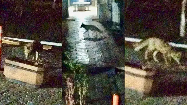 Malatya'da Şehir Merkezine İnen Tilki Kameralara Yansıdı