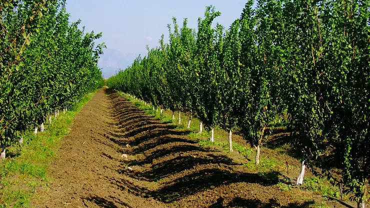 MART AYINDA KAYISI BAHÇELERİNDE YAPILACAK TARIMSAL FAALİYETLER