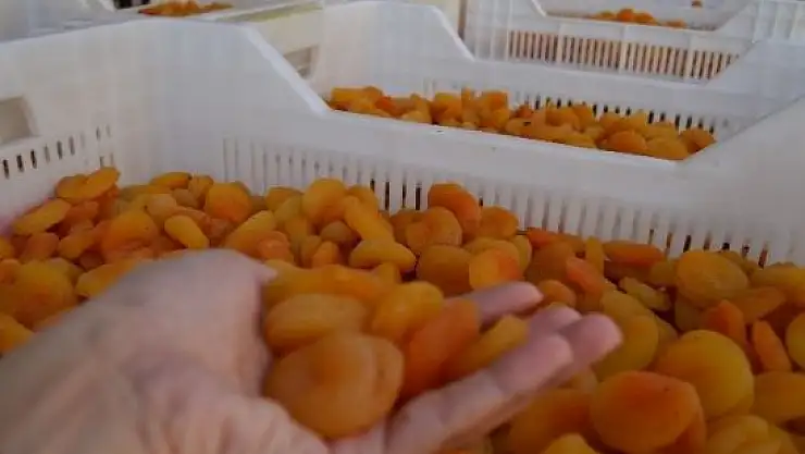 KAYISIDA 2015 YILININ İLK MAHSÜLÜ. PEKİ FİYATLAR NE DURUMDA?