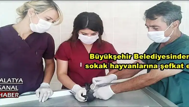 Büyükşehir Belediyesinden sokak hayvanlarına şefkat eli 