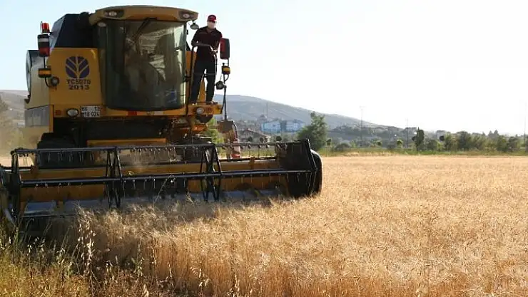'13 bin yıllık buğdayın ilk hasadı yapıldı'