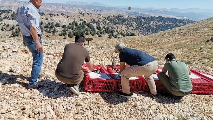 '15 bin kınalı keklik doğaya salındı'