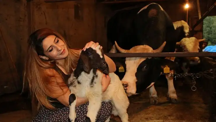 '15 bin liralık düveyi alana kuzu hediye'