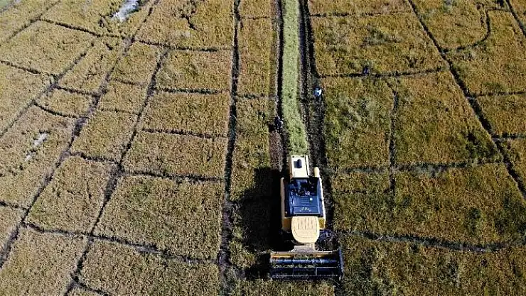 '150 gün suyun içinde yetişen pirinçte hasat zamanı'