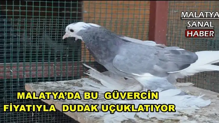 MALATYA´DA BU  GÜVERCİN   FİYATIYLA  DUDAK UÇUKLATIYOR