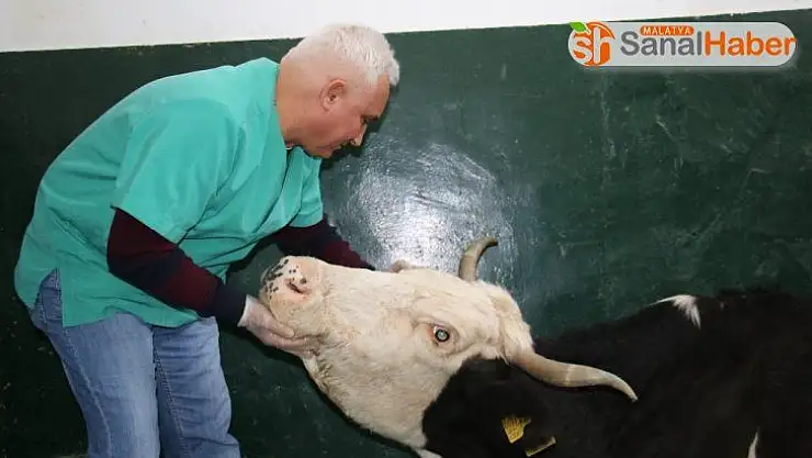 16 saat sonra enkazdan çıkarılan ineğin tedavisi sürüyor