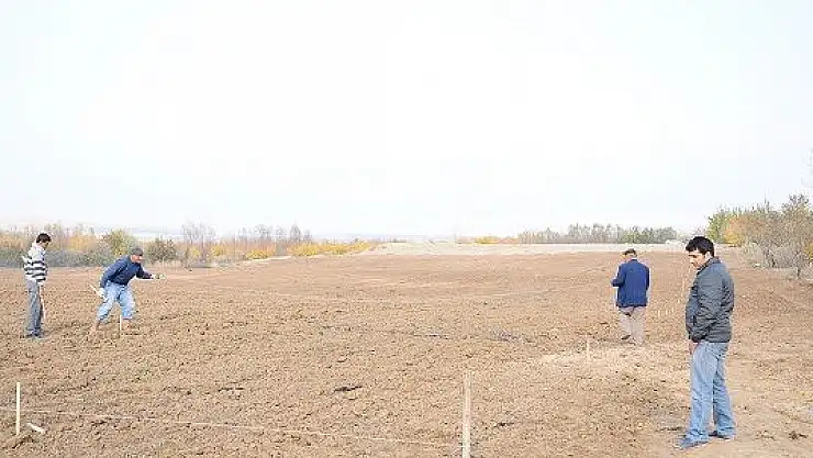 Boran Mahallesinde Kapama Ceviz Bahçesi Kuruldu.