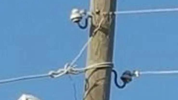 AFACAN KEDİYİ KEPÇE İLE KURTARDILAR