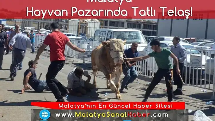  Malatya Hayvan Pazarında Tatlı Telaş!