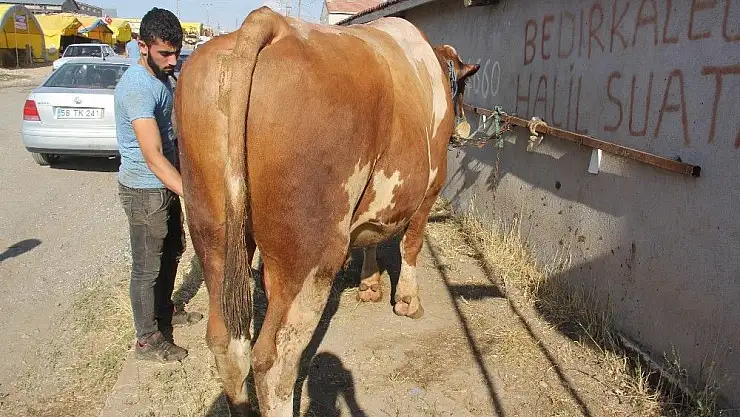 '30 bin lira değerindeki ´Polat´ alıcısını bekliyor'